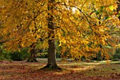 HOLKER HALL  CUMBRIA: BEECH TREE IN THE WOODLAND IN AUTUMN