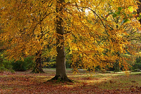 HOLKER_HALL__CUMBRIA_BEECH_TREE_IN_THE_WOODLAND_IN_AUTUMN