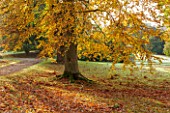 HOLKER HALL  CUMBRIA: BEECH TREE IN THE WOODLAND IN AUTUMN
