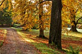 HOLKER HALL  CUMBRIA: PATH BESIDE BEECH TREES IN THE WOODLAND IN AUTUMN