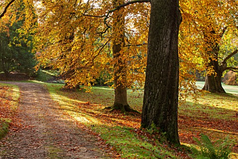 HOLKER_HALL__CUMBRIA_PATH_BESIDE_BEECH_TREES_IN_THE_WOODLAND_IN_AUTUMN