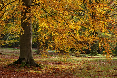 HOLKER_HALL__CUMBRIA_BEECH_TREE_WITH_AUTUMN_COLOUR_IN_THE_WOODLAND