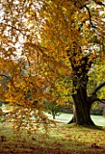 HOLKER HALL  CUMBRIA: BEECH TREE WITH AUTUMN COLOUR IN THE WOODLAND
