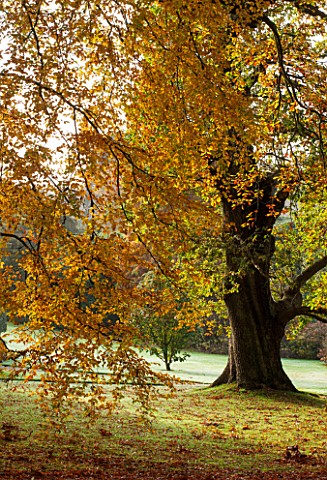 HOLKER_HALL__CUMBRIA_BEECH_TREE_WITH_AUTUMN_COLOUR_IN_THE_WOODLAND