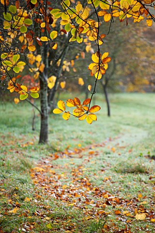 HOLKER_HALL__CUMBRIA_A_GRASS_PATH_WINDS_PAST_A_CHESTNUT_TREE_ON_AN_AUTUMN_MORNING