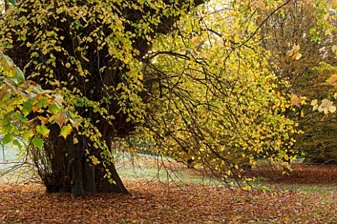 HOLKER_HALL__CUMBRIA_LIME_TREE_IN_AUTUMN_COLOUR
