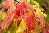 HOLKER HALL  CUMBRIA: AUTUMN LEAVES OF THE PERSIAN IRONWOOD TREE - PARROTIA PERSICA