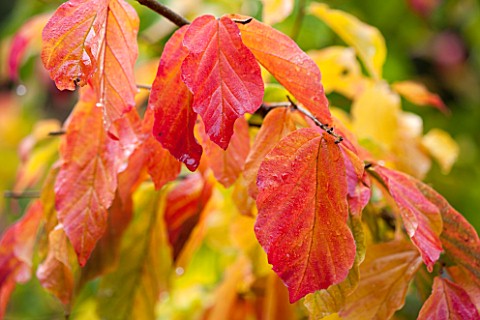 HOLKER_HALL__CUMBRIA_AUTUMN_LEAVES_OF_THE_PERSIAN_IRONWOOD_TREE__PARROTIA_PERSICA