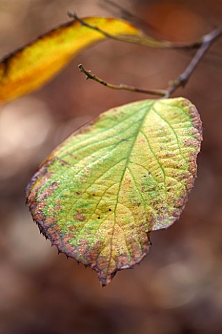 HOLKER_HALL__CUMBRIA_AUTUMN_LEAF_OF_STYRAX_HEMSLEYANA__THE_CHINESE_SNOWBELL_TREE