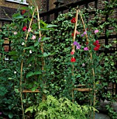 SWEET PEAS GROW UP BAMBOO PYRAMIDS IN CONTAINERS. ROOF GARDEN  LONDON
