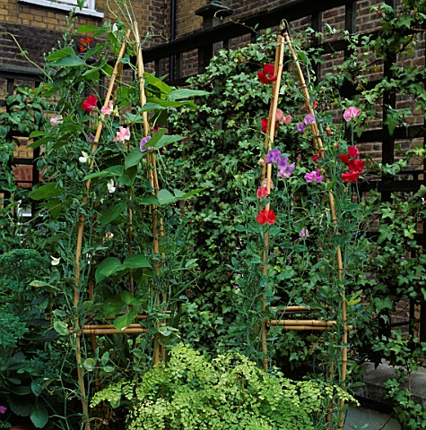SWEET_PEAS_GROW_UP_BAMBOO_PYRAMIDS_IN_CONTAINERS_ROOF_GARDEN__LONDON