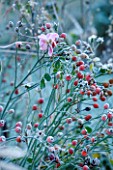 ELLICAR GARDENS, NOTTINGHAMSHIRE: FROSTED ROSE BONICA AND HIPS IN WINTER