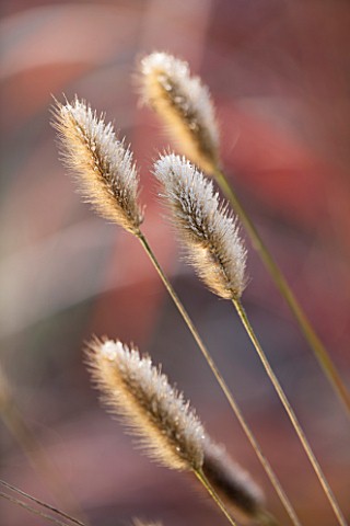 ELLICAR_GARDENS_NOTTINGHAMSHIRE_FROSTED_LEAVES_OF_PENNISETUM_RED_BUTTONS