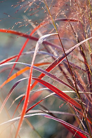 ELLICAR_GARDENS_NOTTINGHAMSHIRE_FROSTED_LEAVES_OF_PANNICUM_SQUAW