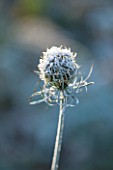 ELLICAR GARDENS, NOTTINGHAMSHIRE: FROSTED FLOWER OF WILD CARROT - DAUCUS CAROTA. WINTER
