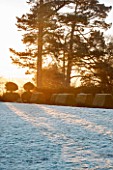 SEDGWICK PARK, WEST SUSSEX. WINTER SUNLIGHT ON MONTEREY PINE TREES WITH BLOCKS OF YEW TOPIARY BESIDE FROSTY LAWN. JANUARY, GARDEN.