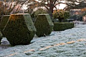 SEDGWICK PARK, WEST SUSSEX. BLOCKS OF YEW TOPIARY BESIDE FROSTY LAWN WITH MONTEREY PINE TREES. WINTER, JANUARY, GARDEN