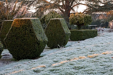SEDGWICK_PARK_WEST_SUSSEX_BLOCKS_OF_YEW_TOPIARY_BESIDE_FROSTY_LAWN_WITH_MONTEREY_PINE_TREES_WINTER_J