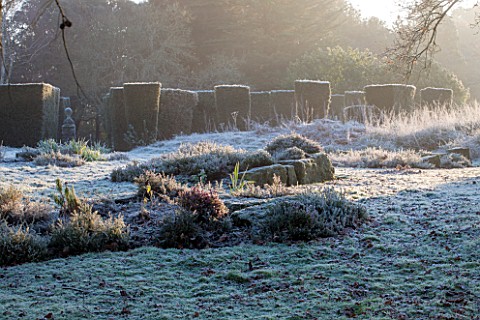 SEDGWICK_PARK_WEST_SUSSEX_WINTER_BLOCKS_OF_YEW_BESIDE_FROSTED_GRASS_AND_BORDERS_OF_CROCOSMIA_AND_HEA