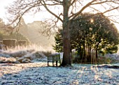 SEDGWICK PARK, WEST SUSSEX. WINTER. TREE WITH SEAT ON FROSTED LAWN WITH WINTER SUNLIGHT AND BLOCKS OF YEW. GARDEN, JANUARY