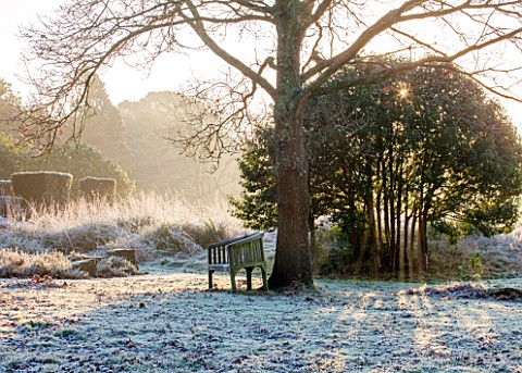 SEDGWICK_PARK_WEST_SUSSEX_WINTER_TREE_WITH_SEAT_ON_FROSTED_LAWN_WITH_WINTER_SUNLIGHT_AND_BLOCKS_OF_Y