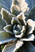 SEDGWICK PARK, WEST SUSSEX. CLOSE UP OF FROSTED VERBASCUM MULLEIN FOLIAGE. ROSETTE, WINTER, JANUARY. PLANT PORTRAIT.