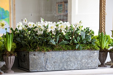 BUTTER_WAKEFIELD_HOUSE_LONDON_CHRISTMAS_SITTING_ROOM_MANTELPIECE_WITH_METAL_TROUGH_PLANTED_WITH_HELL