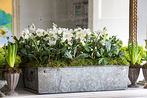 BUTTER_WAKEFIELD_HOUSE_LONDON_CHRISTMAS_SITTING_ROOM_MANTELPIECE_WITH_METAL_TROUGH_PLANTED_WITH_HELL
