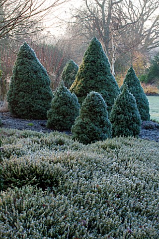 SIR_HAROLD_HILLIER_GARDENS_HAMPSHIRE_THE_WINTER_GARDEN__MIST__LAWN_WITH_BED_OF_PICEA_GLAUCA_ALBERTA_