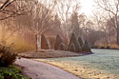 SIR HAROLD HILLIER GARDENS, HAMPSHIRE: THE WINTER GARDEN - MIST - PATH BY LAWN WITH BED OF PICEA GLAUCA ALBERTA BLUE AND PICEA GLAUCA ARNESONS BLUE VARIEGATED