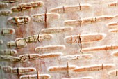 SIR HAROLD HILLIER GARDENS, HAMPSHIRE: THE WINTER GARDEN - CLOSE UP OF THE BARK OF BETULA UTILIS MARBLE STEM