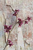 SIR HAROLD HILLIER GARDENS, HAMPSHIRE: THE WINTER GARDEN - STYLING BY JACKY HOBBS - STILL LIFE OF HAMAMELIS AMETHYST, WITCH HAZEL