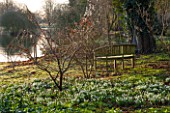 CHIPPENHAM PARK, CAMBRIDGESHIRE: SHEETS OF SNOWDROPS WITH WOODEN BENCH / SEAT BESIDE THE LAKE -  IN WINTER