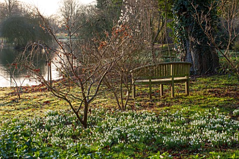 CHIPPENHAM_PARK_CAMBRIDGESHIRE_SHEETS_OF_SNOWDROPS_WITH_WOODEN_BENCH__SEAT_BESIDE_THE_LAKE___IN_WINT