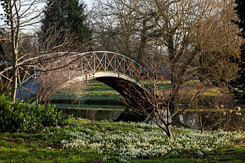 CHIPPENHAM_PARK_CAMBRIDGESHIRE_SHEETS_OF_SNOWDROPS_BESIDE_THE_LAKE_WITH_THE_BRIDGE_IN_THE_BACKGROUND