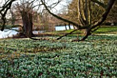 CHIPPENHAM PARK, CAMBRIDGESHIRE: SHEETS OF SNOWDROPS IN THE WILDERNESS WITH THE LAKE IN THE BACKGROUND - WINTER