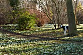 CHIPPENHAM PARK, CAMBRIDGESHIRE: SHEETS OF SNOWDROPS IN THE WILDERNESS WITH COW SCULPTURE BESIDE TREE - WINTER