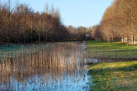CHIPPENHAM_PARK_CAMBRIDGESHIRE_TREES_AND_REEDS_REFLECTED_IN_THE_GRAND_CANAL_IN_WINTER__REFLECTIONS
