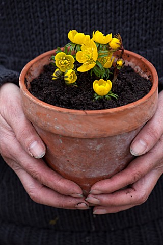 GIRL_HOLDING_TERRACOTTA_CONTAINER_PLANTED_WITH_WINTER_ACONITES__ERANTHIS_HYEMALIS