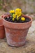 TERRACOTTA CONTAINER PLANTED WITH WINTER ACONITES - ERANTHIS HYEMALIS