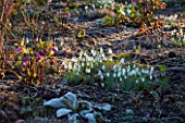 EAST LAMBROOK MANOR, SOMERSET: WINTER - SNOWDROPS AND HELLEBORES IN DAWN LIGHT