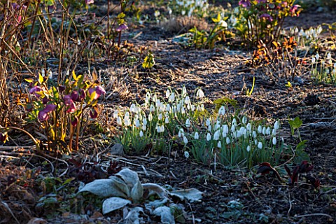 EAST_LAMBROOK_MANOR_SOMERSET_WINTER__SNOWDROPS_AND_HELLEBORES_IN_DAWN_LIGHT