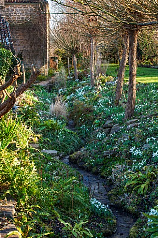 EAST_LAMBROOK_MANOR_SOMERSET_WINTER__SNOWDROPS_IN_THE_DITCH_GARDEN