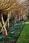 EAST LAMBROOK MANOR, SOMERSET: WINTER - SNOWDROPS IN THE DITCH GARDEN