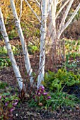 EAST LAMBROOK MANOR, SOMERSET: WINTER - HELLEBORES BENEATH BETULA JACQUEMONTII IN FEBRUARY