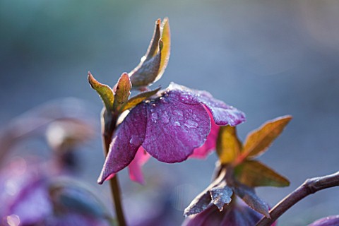 EAST_LAMBROOK_MANOR_SOMERSET_WINTER__FROSTED_HELLEBORE