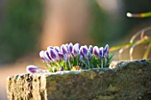 EAST LAMBROOK MANOR, SOMERSET: WINTER - CROCUS PRINS CLAUS IN A STONE TROUGH