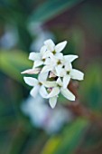 EAST LAMBROOK MANOR, SOMERSET: WINTER - SCENTED FLOWER OF DAPHNE TANGUTICA AGM. FRAGRANT