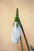 EAST LAMBROOK MANOR, SOMERSET: WINTER - CLOSE UP OF SNOWDROP - GALANTHUS PRIDE O THE MILL