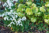 EAST LAMBROOK MANOR, SOMERSET: WINTER - SNOWDROPS AND LIME GREEN HELLEBORES - PLANT COMBINATION, PLANT ASSOCIATION